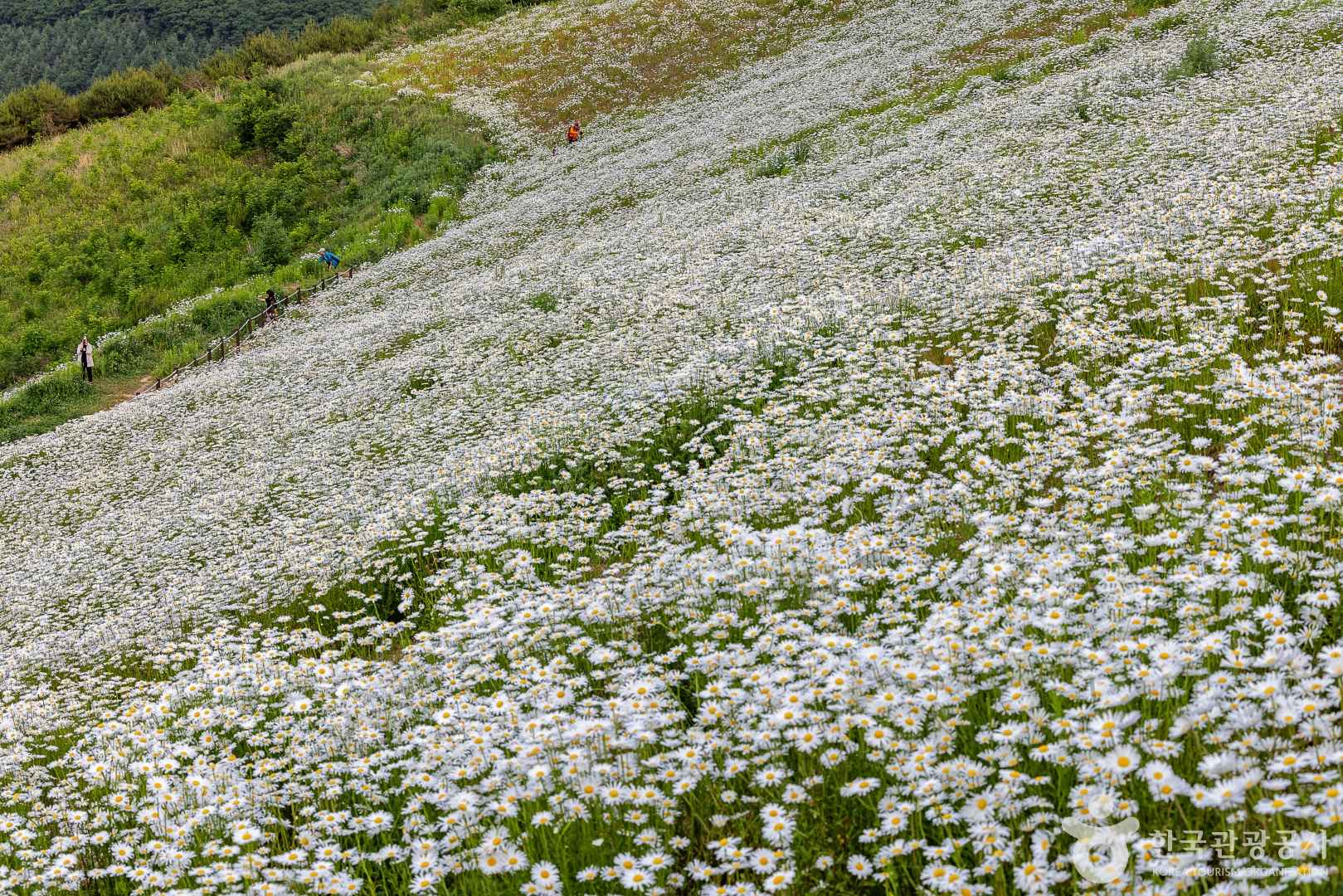 평창 육백마지기 무료차박 이미지 6