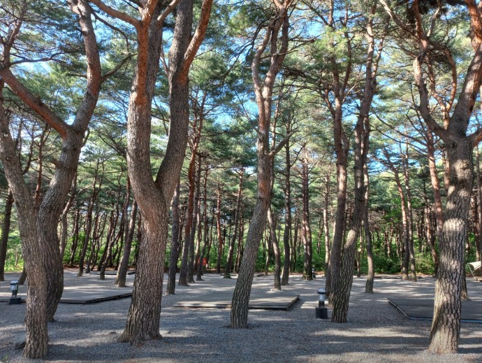 양양 솔바다 캠핑장 이미지 1