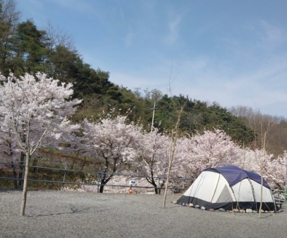 군위 솔밭야영장 이미지 5