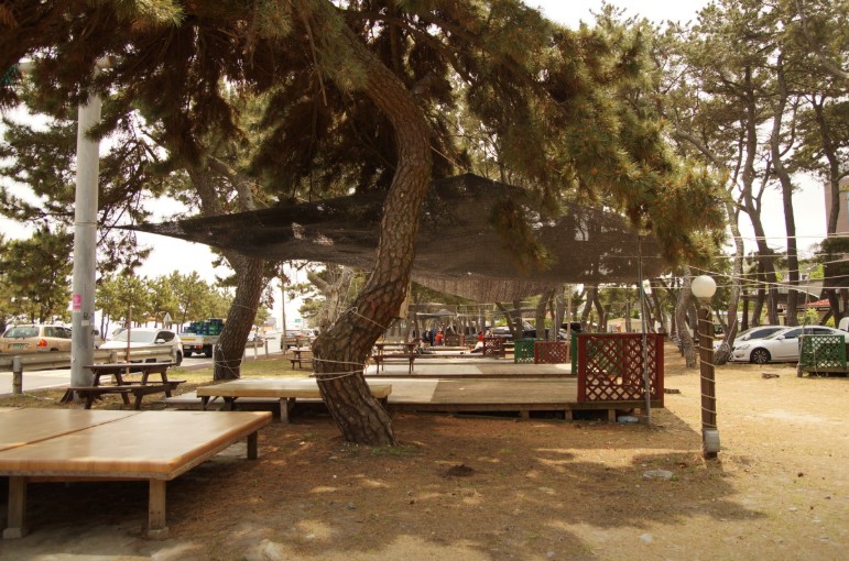 경주 관성해수욕장 솔밭캠핑장 이미지 3