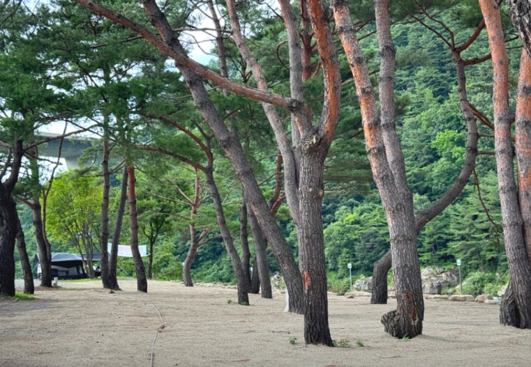 인제 나들목캠핑장 이미지 3