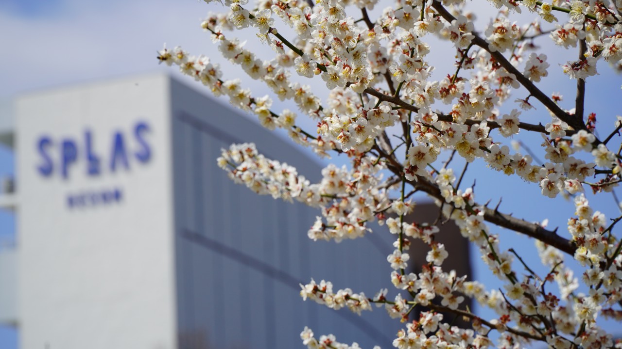 스플라스 리솜 이미지 11