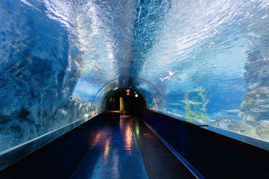 코엑스 아쿠아리움 이미지 6