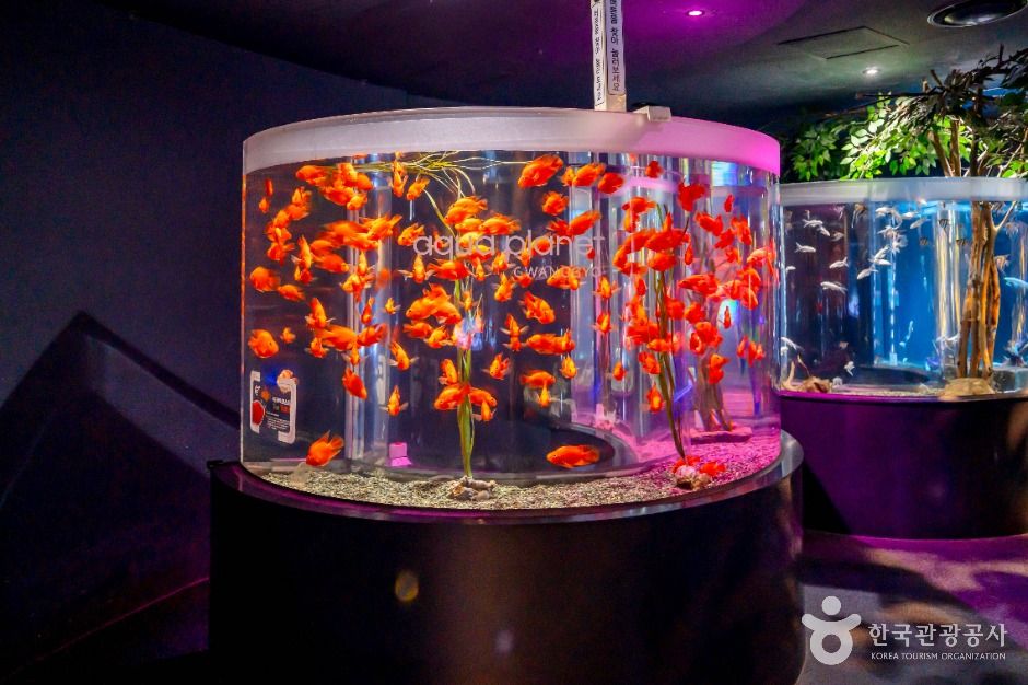 아쿠아플라넷 광교 이미지 4