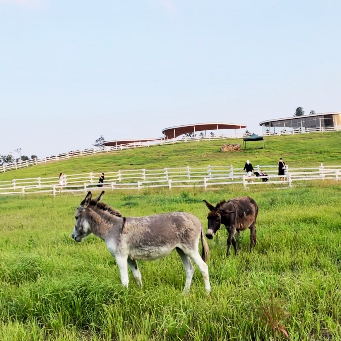 가평양떼목장 이미지 11
