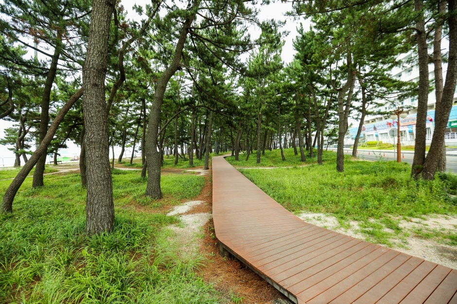 강릉 경포해수욕장 이미지 6