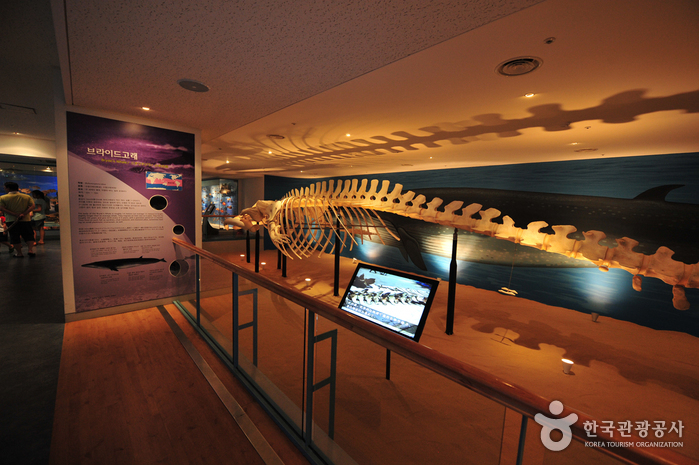 제주도민속자연사박물관 이미지 6