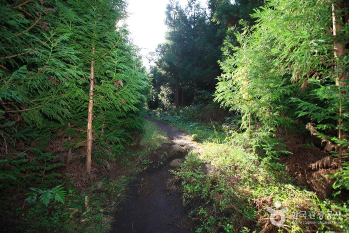 거문오름 [세계자연유산] 이미지 4