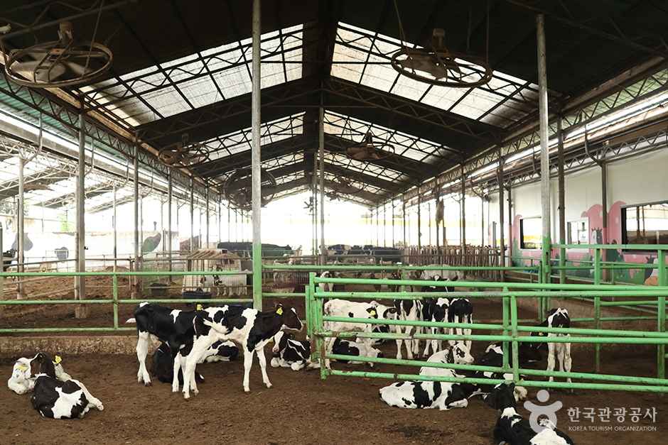 연보람목장 이미지 4