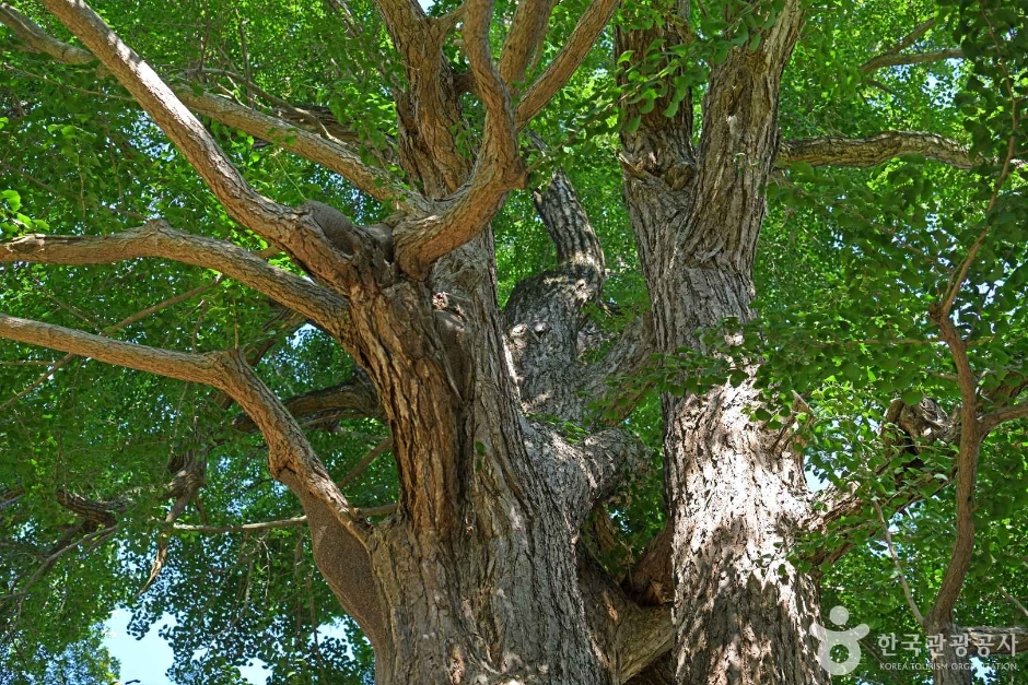 서산향교 은행나무 이미지 1