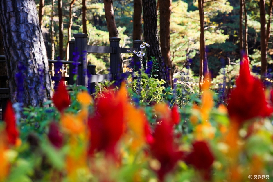 강릉 솔향수목원 이미지 6