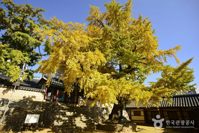 서산향교 은행나무 이미지 7