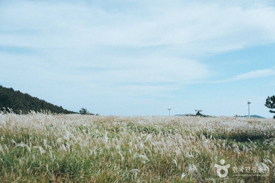 대록산(큰사슴이오름) 이미지 2