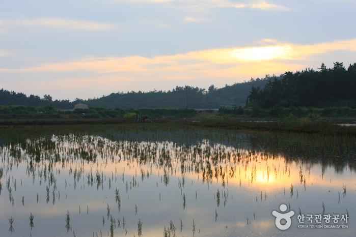 암태도 이미지 3