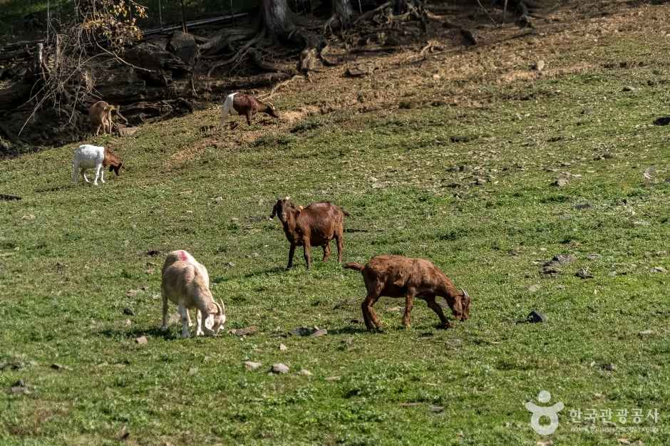 하늘마루염소목장 이미지 5