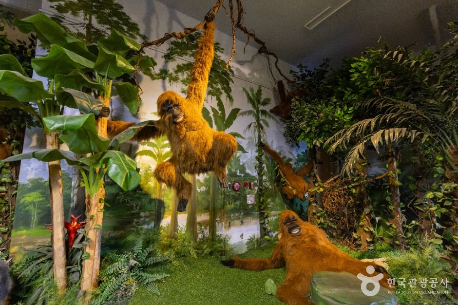 제주 아프리카 박물관 이미지 4