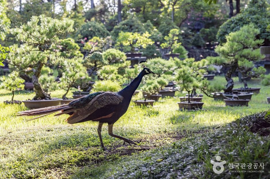 제주 한림공원 이미지 1