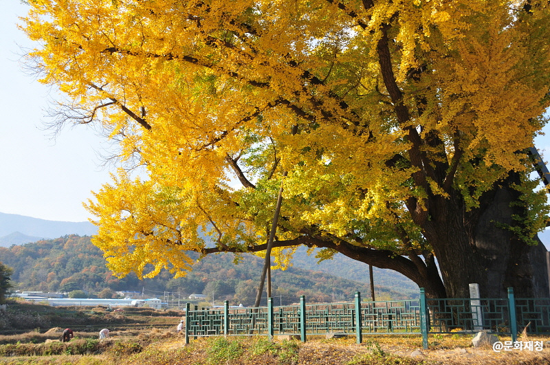 울주 구량리 은행나무 이미지 2