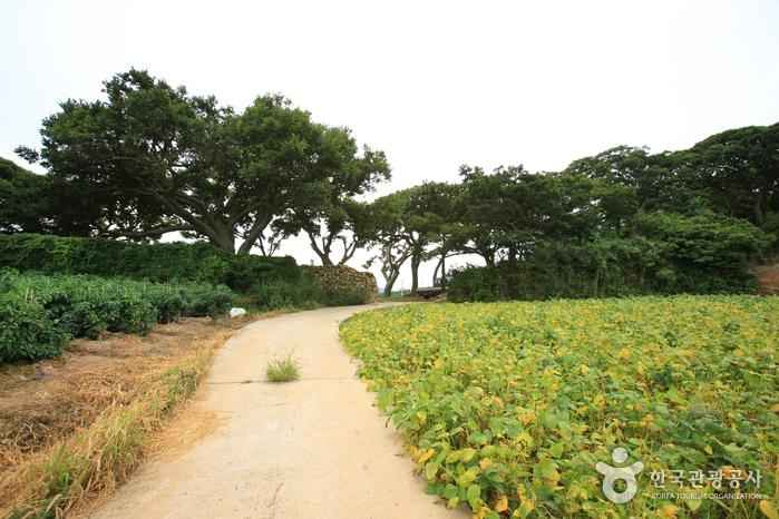 암태도 이미지 4