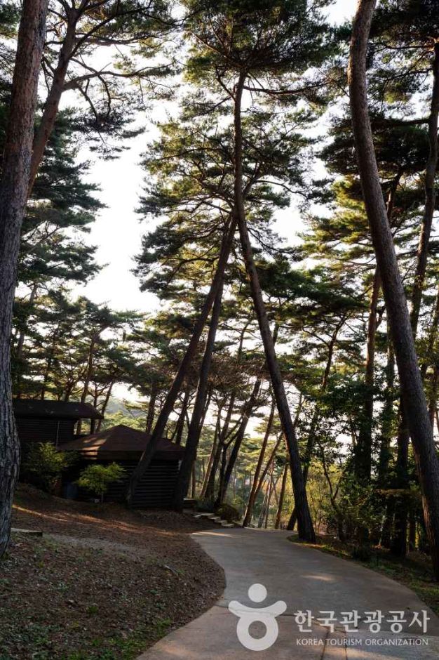 안면도자연휴양림 이미지 3