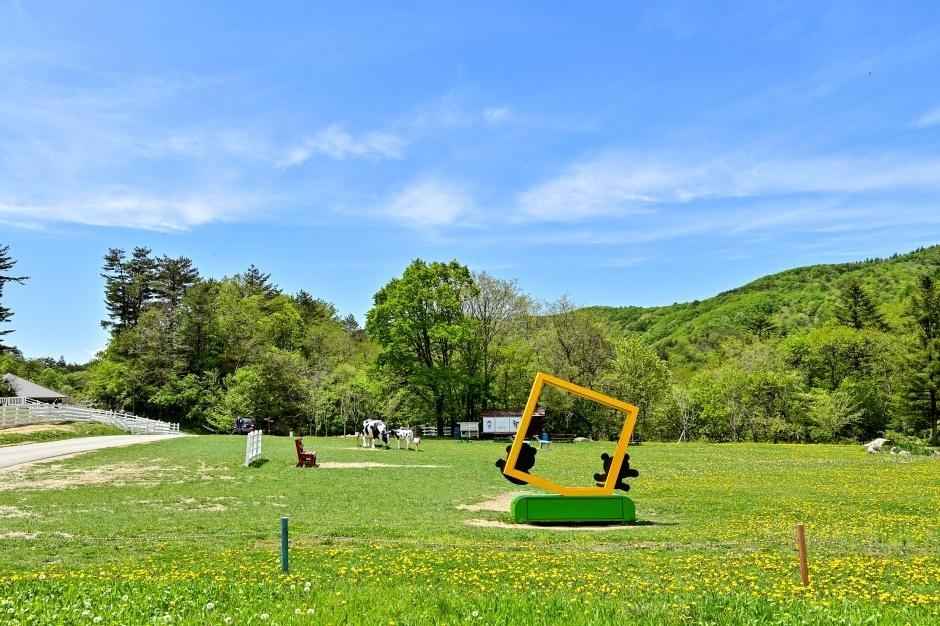 대관령 하늘목장 이미지 4