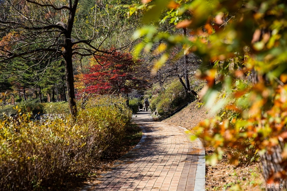 강릉 솔향수목원 이미지 7