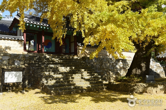 서산향교 은행나무 이미지 6