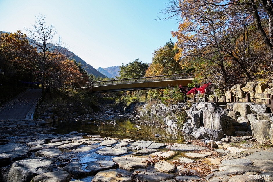 강릉 솔향수목원 이미지 5