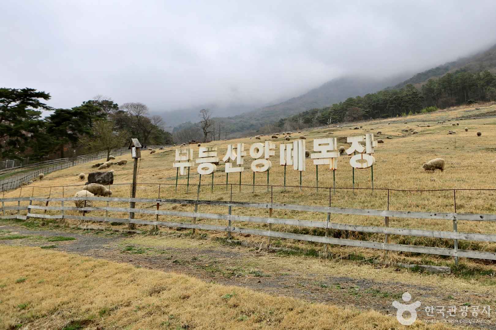 무등산 양떼목장 이미지 1