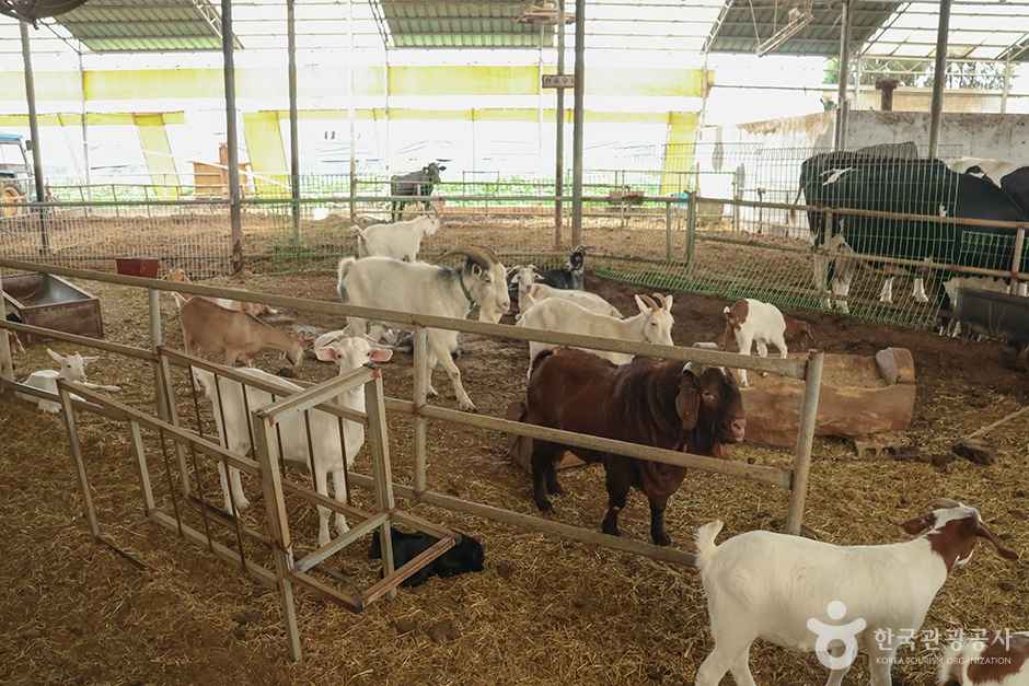 연보람목장 이미지 2