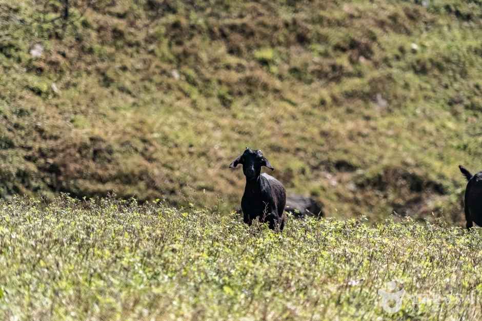 하늘마루염소목장 이미지 3