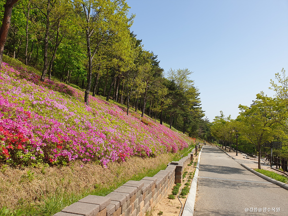 강릉 솔향수목원 이미지 3