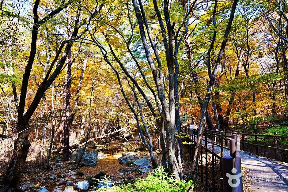 보은 속리산세조길 이미지 5