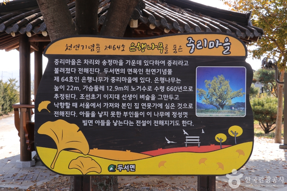 울주 구량리 은행나무 이미지 7