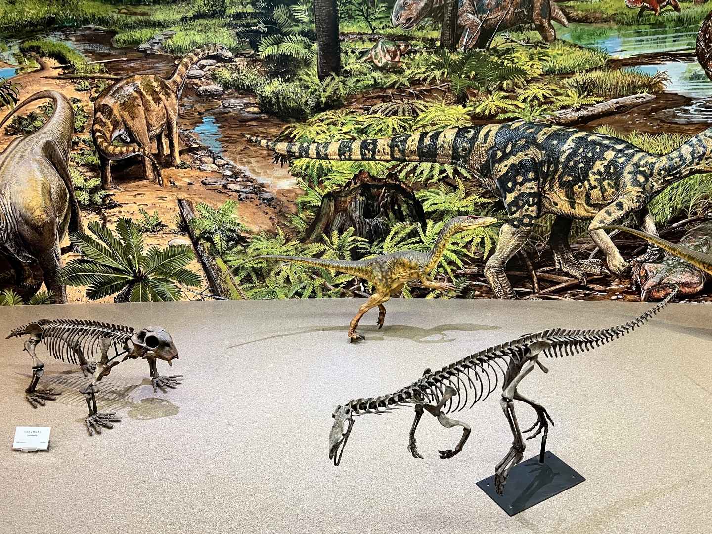 태백 고생대 자연사박물관 이미지 1