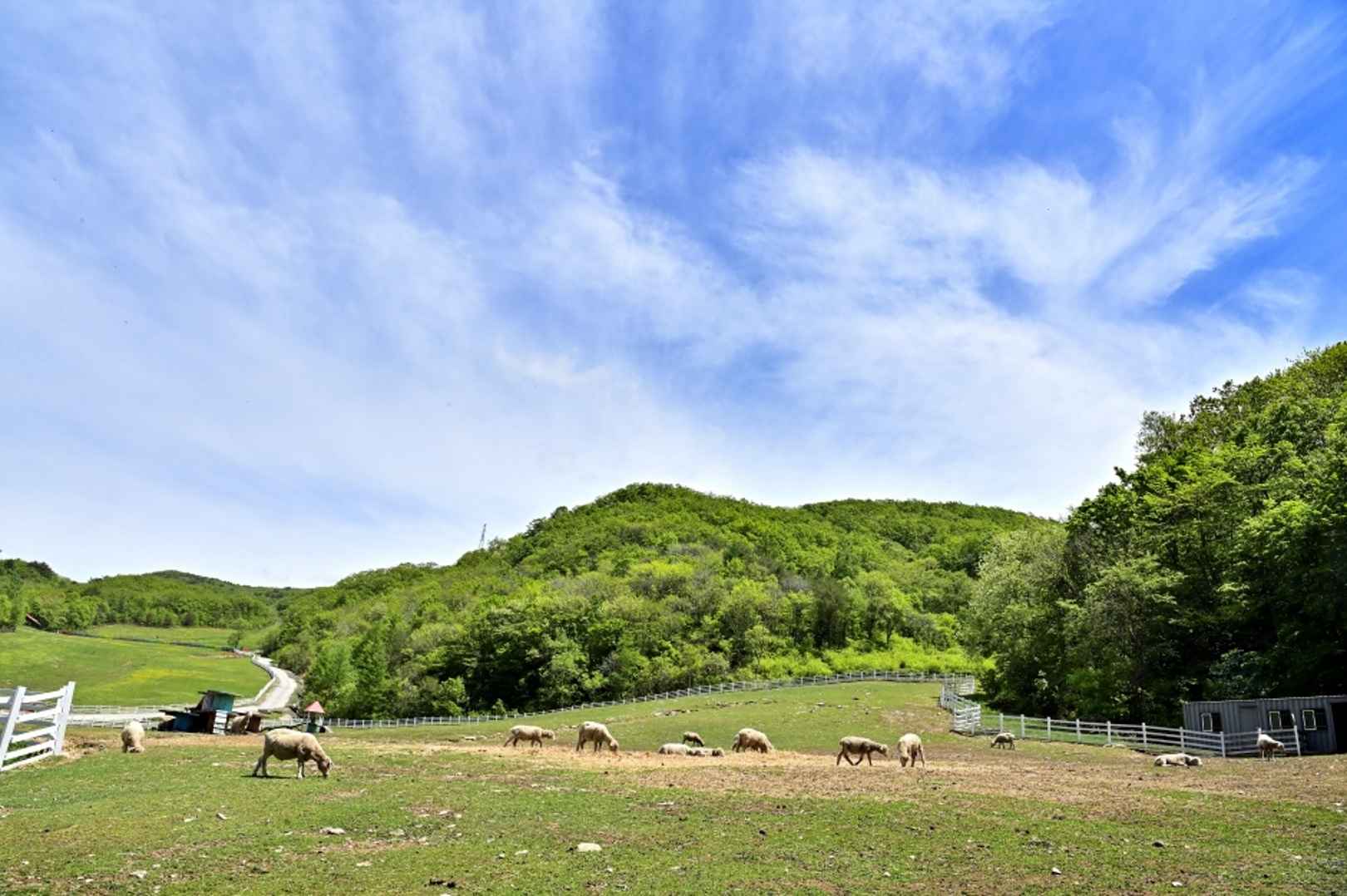 대관령 하늘목장 이미지 2