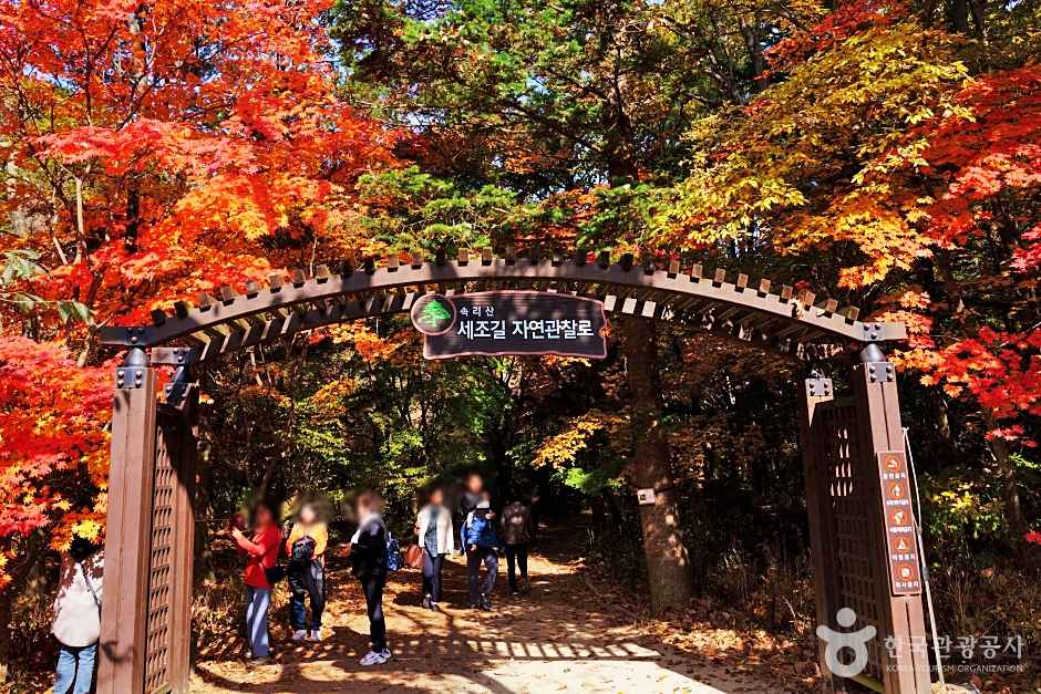 보은 속리산세조길 이미지 8