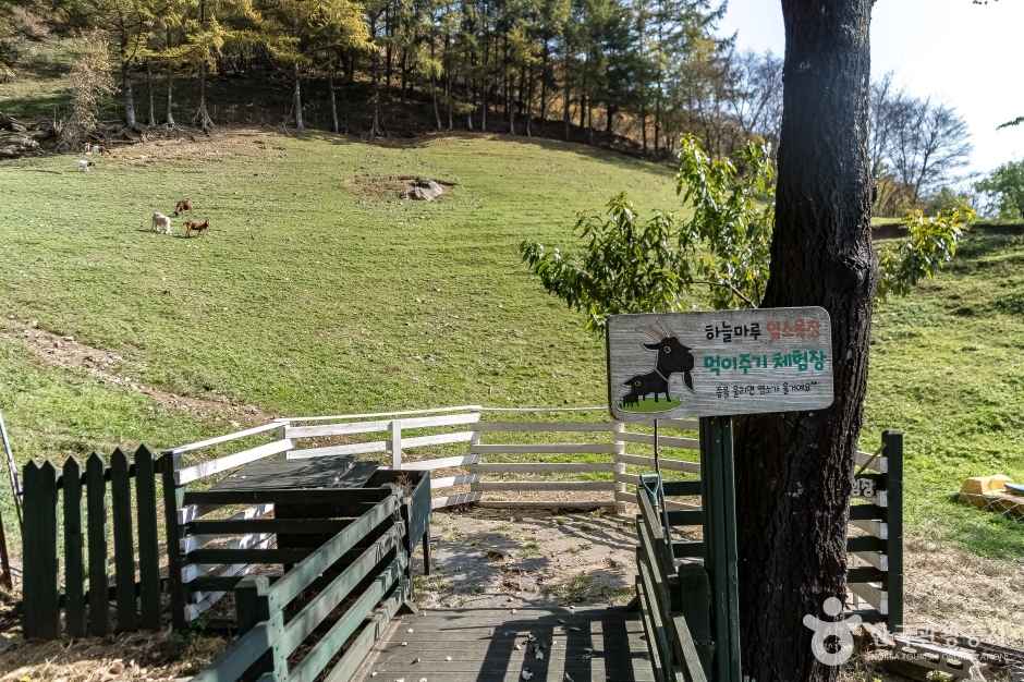 하늘마루염소목장 이미지 2