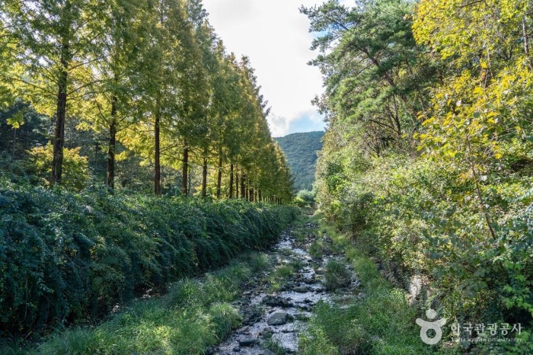 보령 무궁화수목원 이미지 5