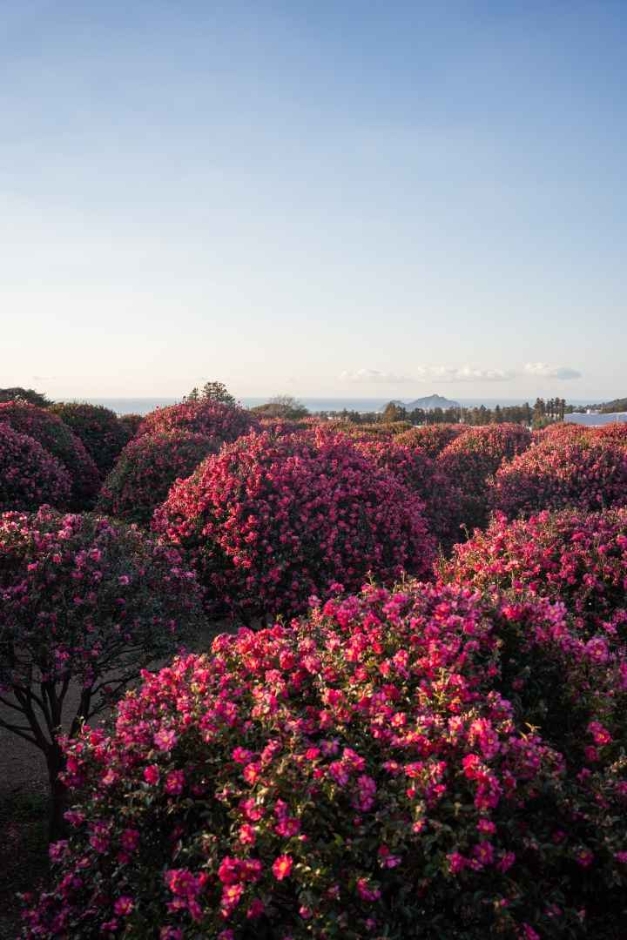 동백포레스트 이미지 2