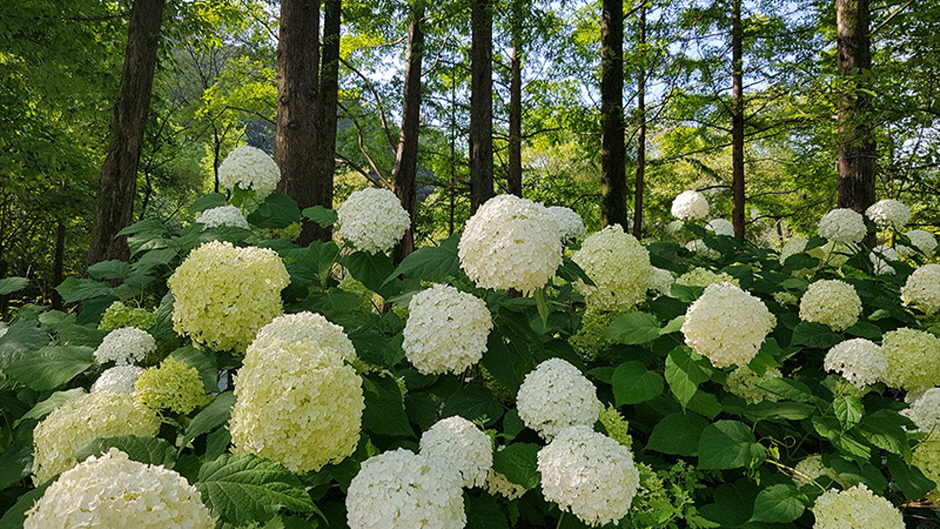 포천 평강랜드 이미지 5