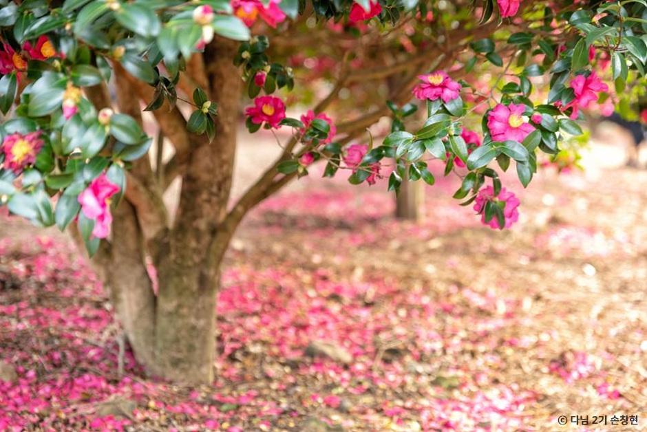 동백포레스트 이미지 6