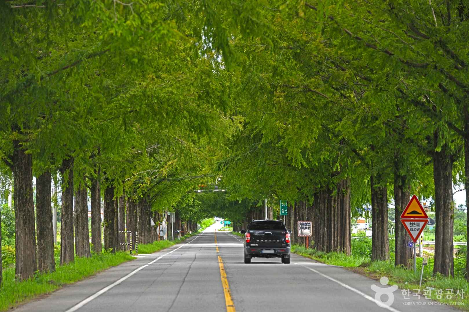 전남 곡성 메타세쿼이아길 이미지 2