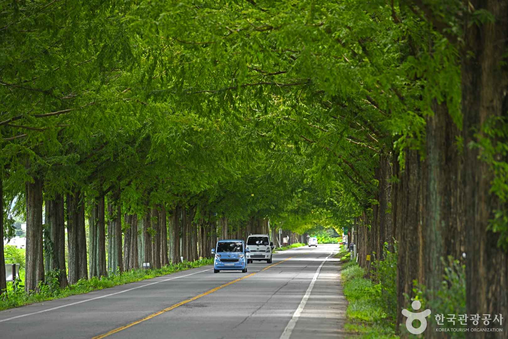 전남 곡성 메타세쿼이아길 이미지 1