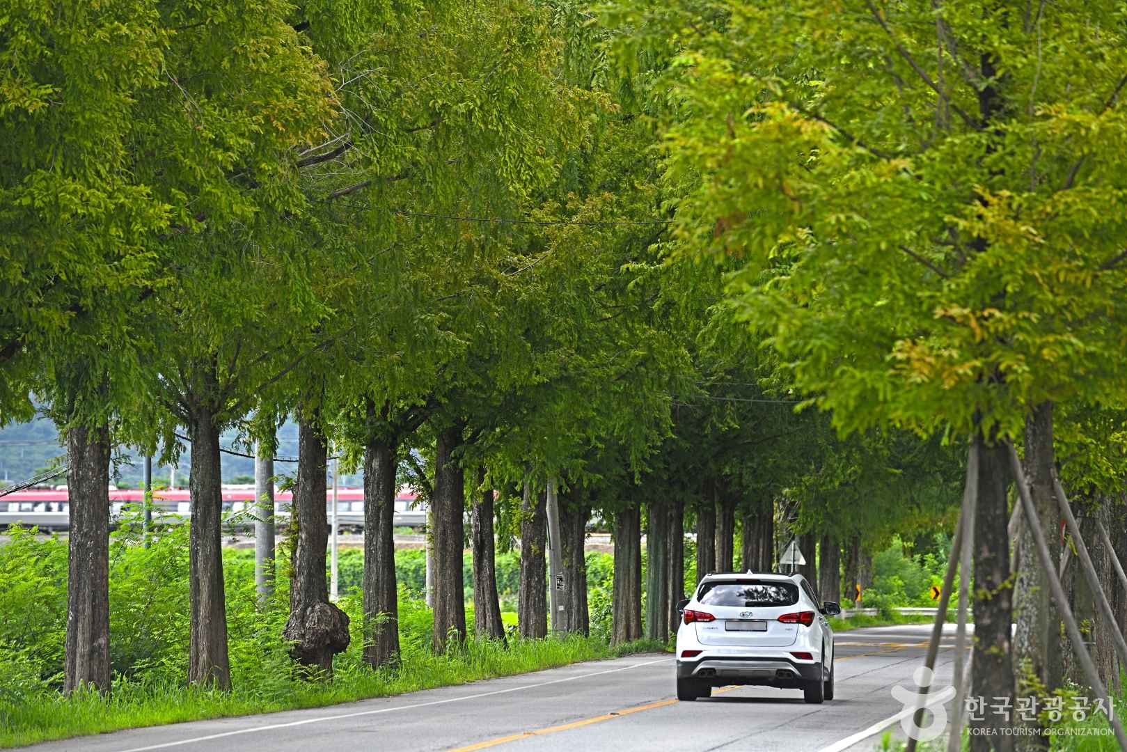 전남 곡성 메타세쿼이아길 이미지 3