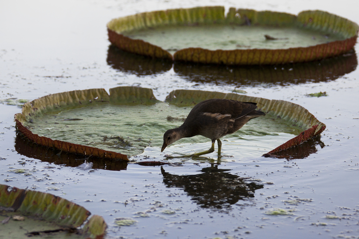 부여군 서동공원과 궁남지 이미지 5
