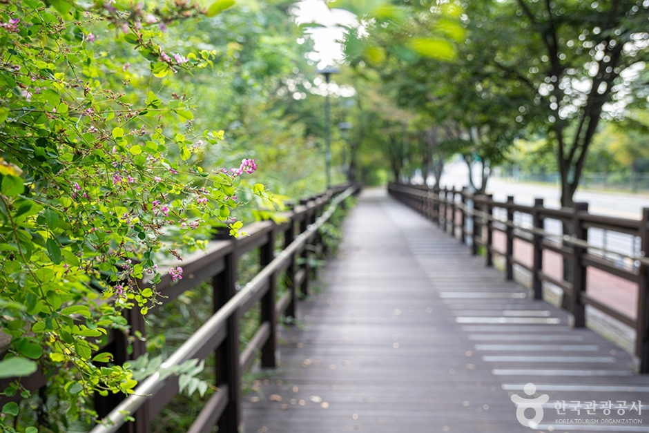 파주 헤이리무장애노을숲길 이미지 1