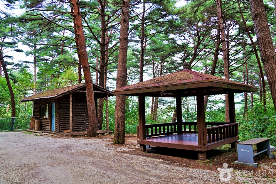 봉화 서벽금강소나무숲 이미지 3