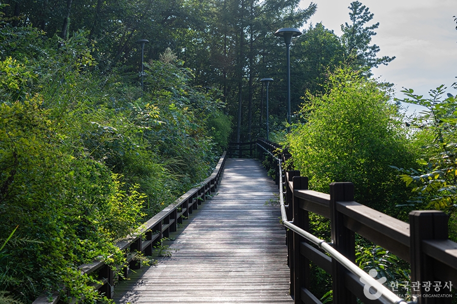 파주 헤이리무장애노을숲길 이미지 4