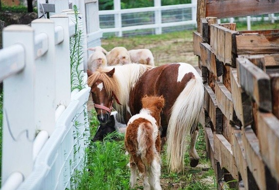 포천 서운동산 이미지 6